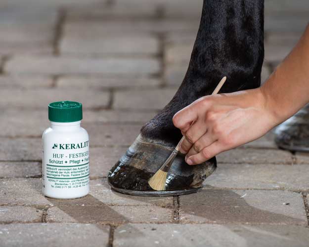 Huf wird mit Festiger eingepinselt