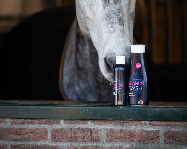 Shampoo auf Fensterbank von Pferdebox mit Pferd im Hintergrund