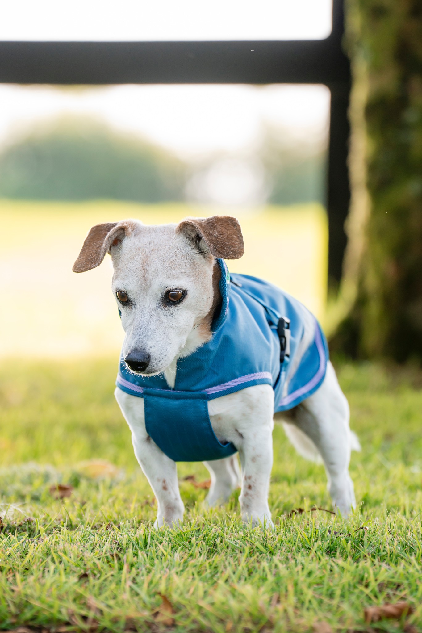 Hundedecke Freedom in Blueberry