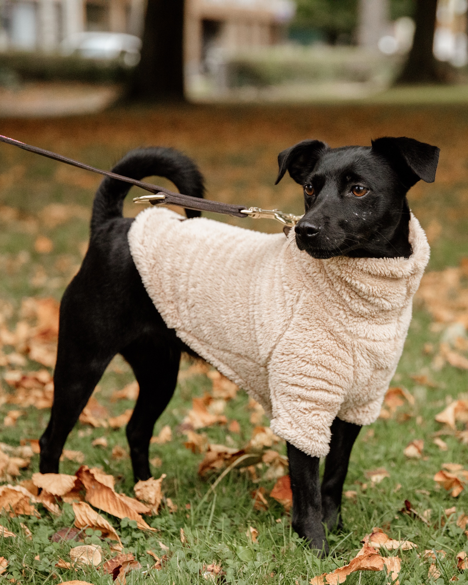 Teddy fleece dog jumper