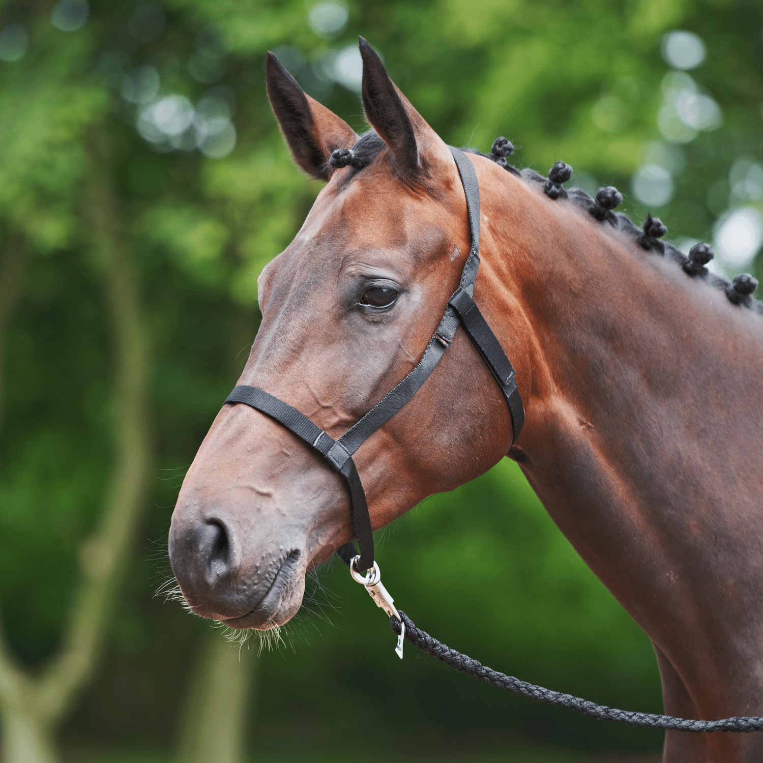 Halfter Weide Halfter Weide