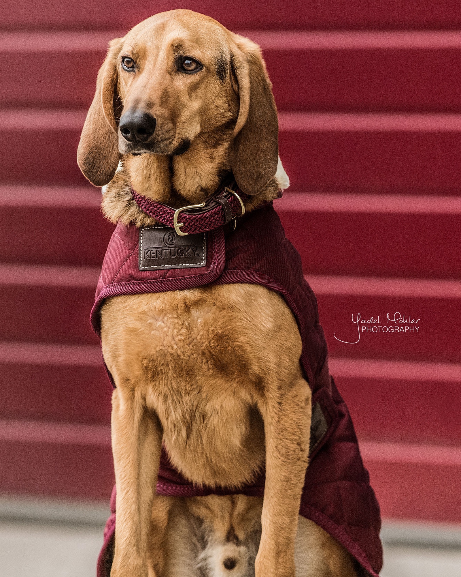 Original dog coat