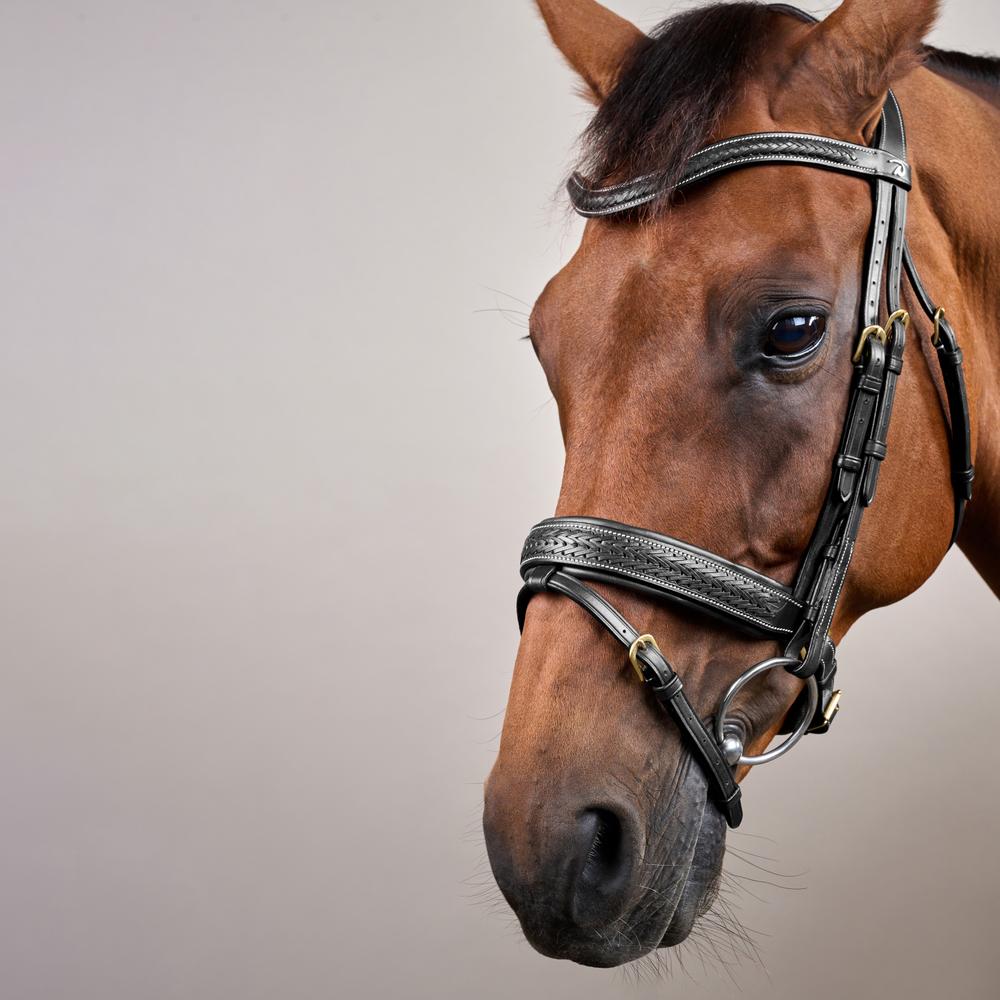 Geflochtene Trense mit schwedischen Reithalfter DY | Dy'on