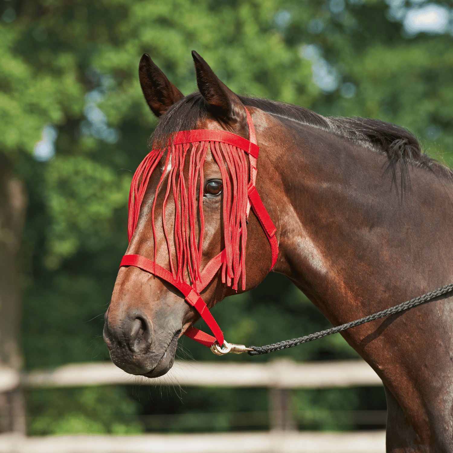 Halfter Weide mit Fransen