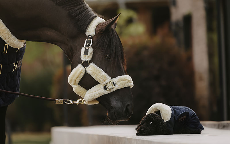 Kentucky Halfter Pferd mit Kentucky Transporthalfter schnuppert an einem Hund mit Kentucky Hundemantel