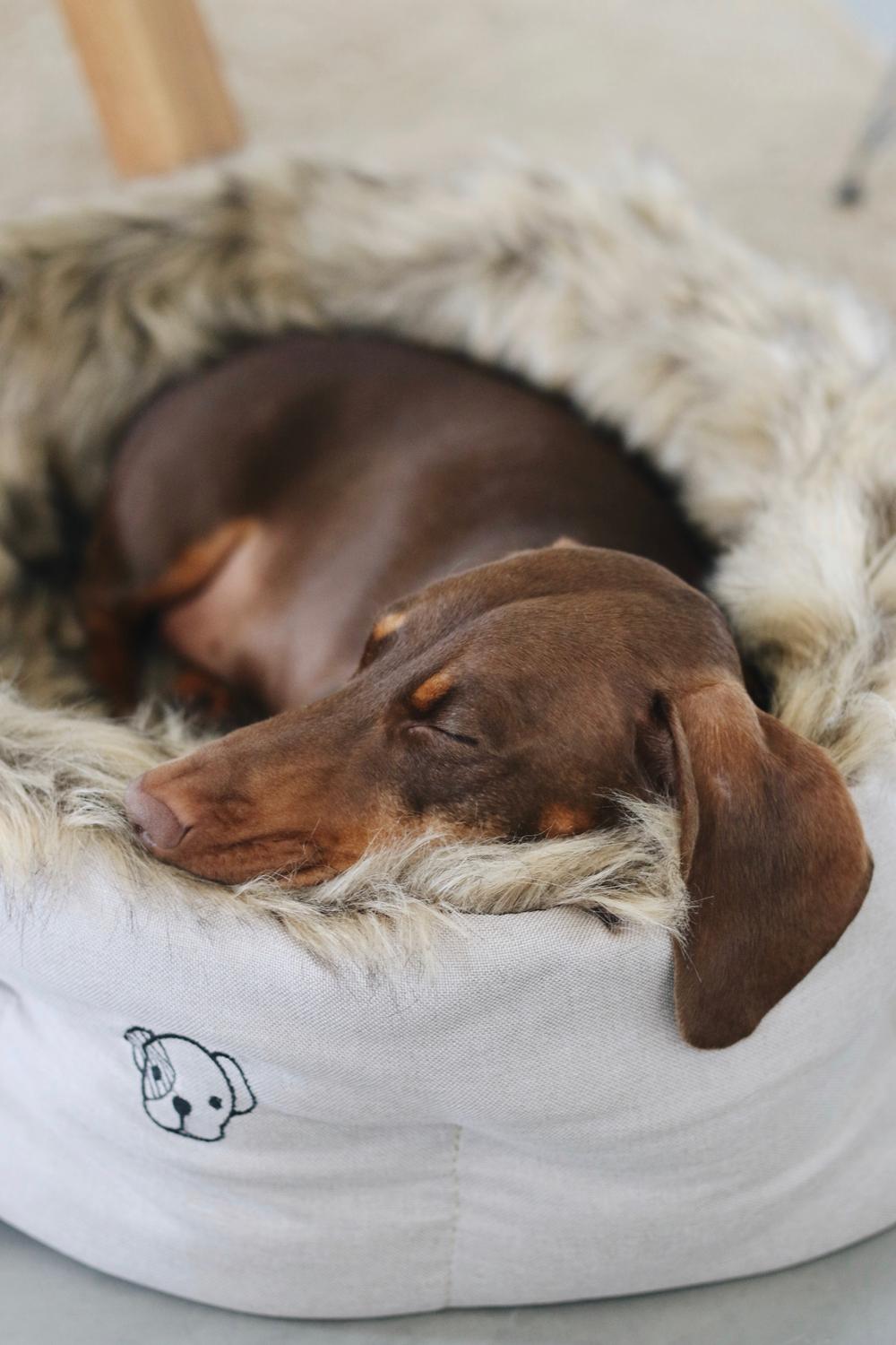 Hundebett Cave | Kentucky Dogwear