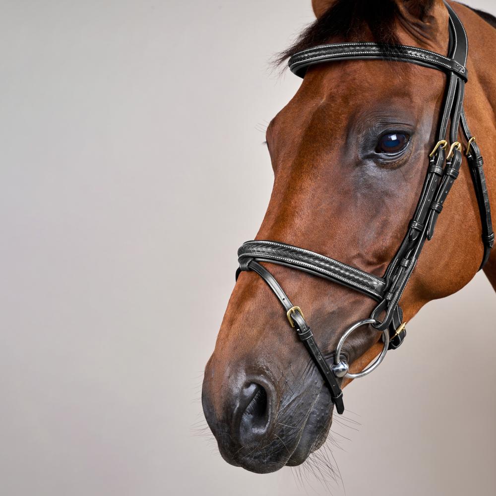 Geflochtene Trense mit kombiniertem Reithalfter DY | Dy'on