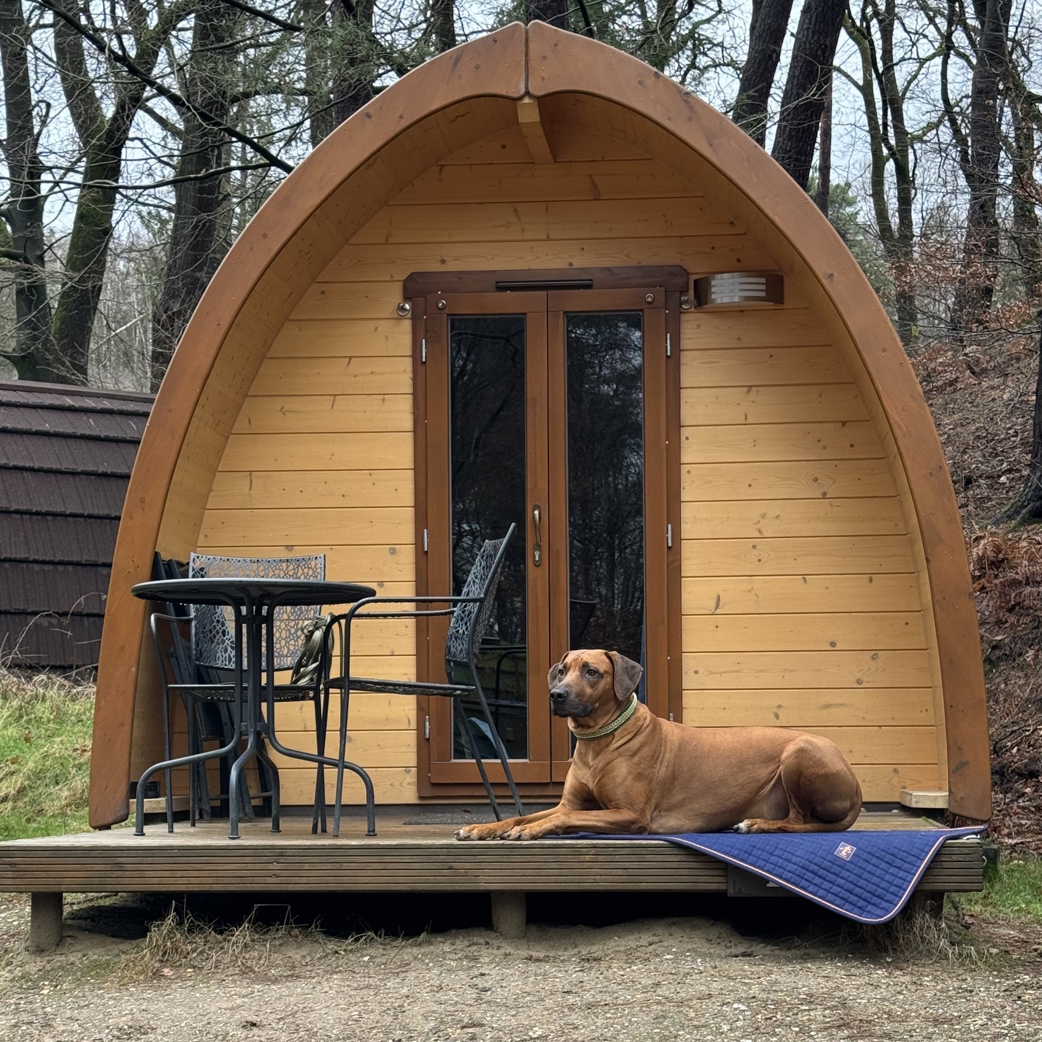 Hundedecke Therapy in Navy/Orange