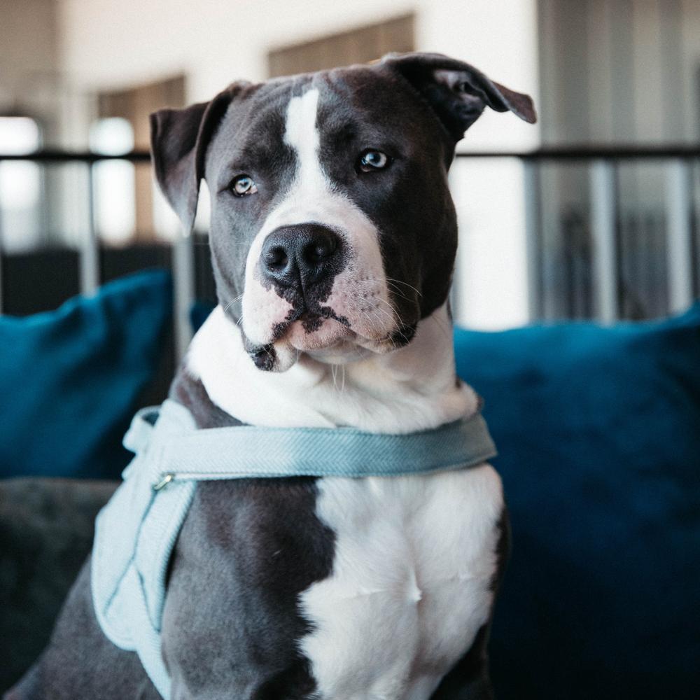 Hundegeschirr Body Safe Wool | Kentucky Dogwear