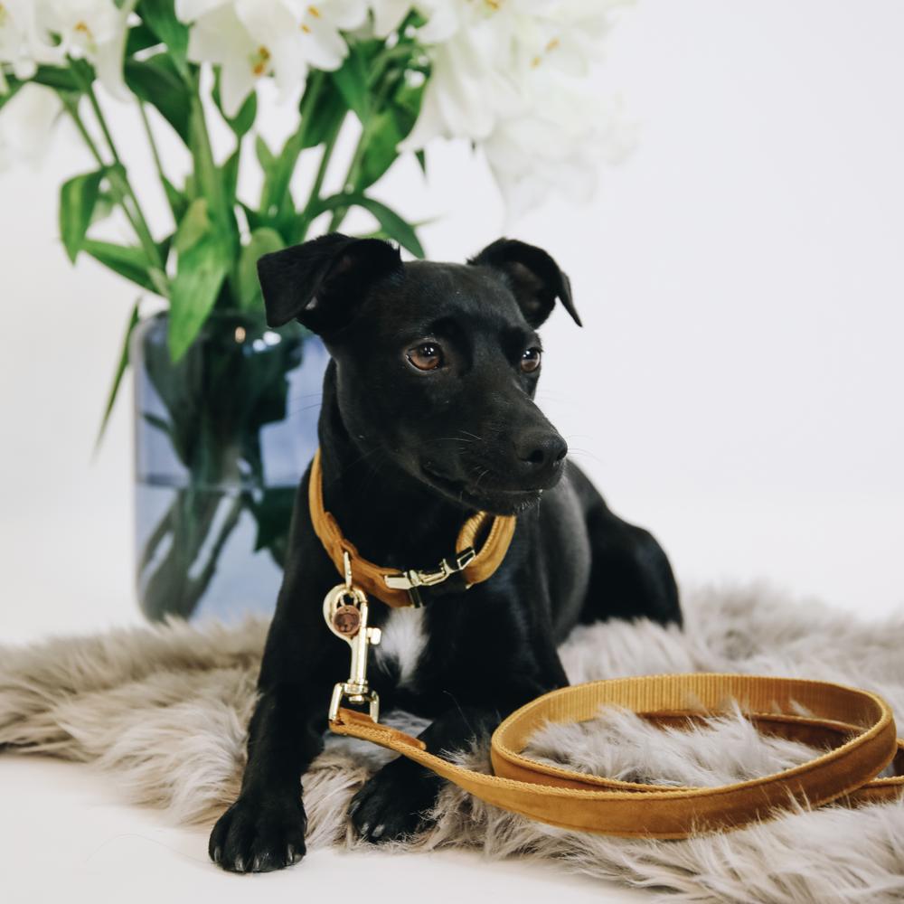 Hunde Leine Velvet 120 cm