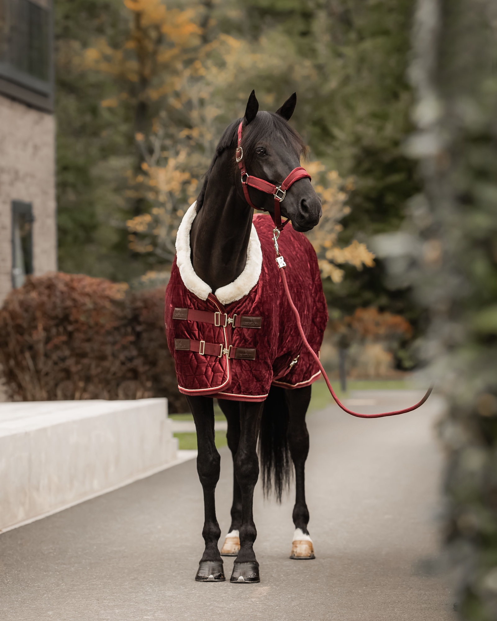 Show rug Show Rug Velvet 160g