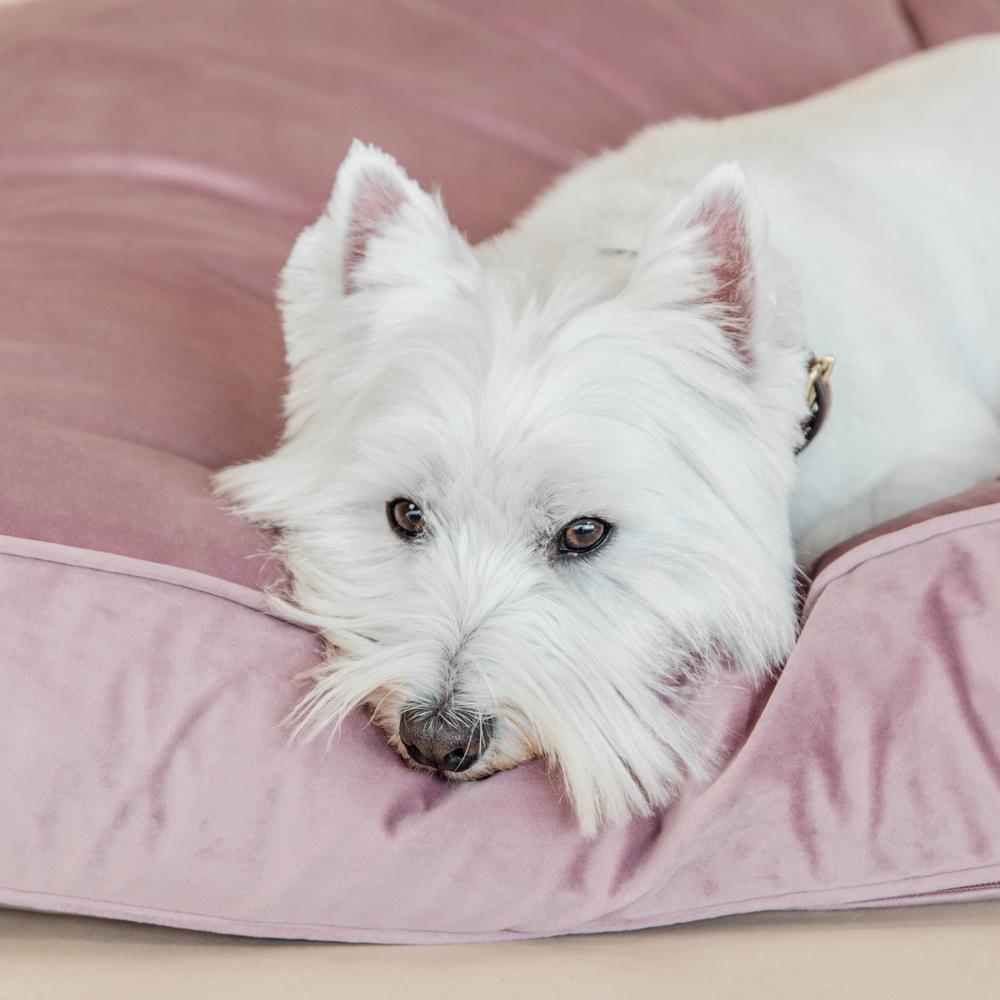 Hundekissen Velvet | Kentucky Dogwear