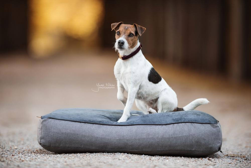 Hundebett Soft Pillow | Kentucky Dogwear