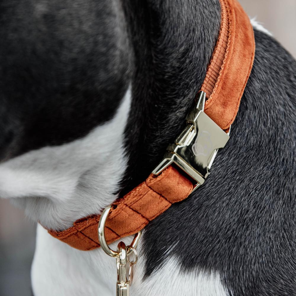 Collier de chien Velvet