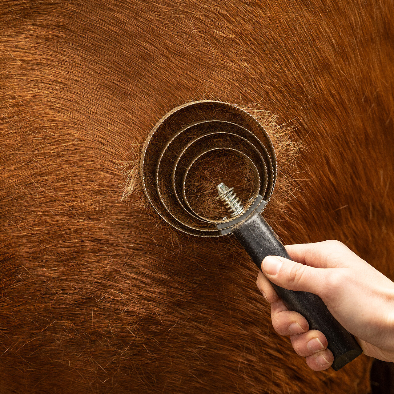 Federstriegel Spirale