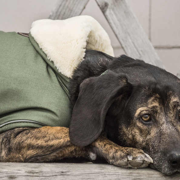 Dog coat waterproof 300g in olive