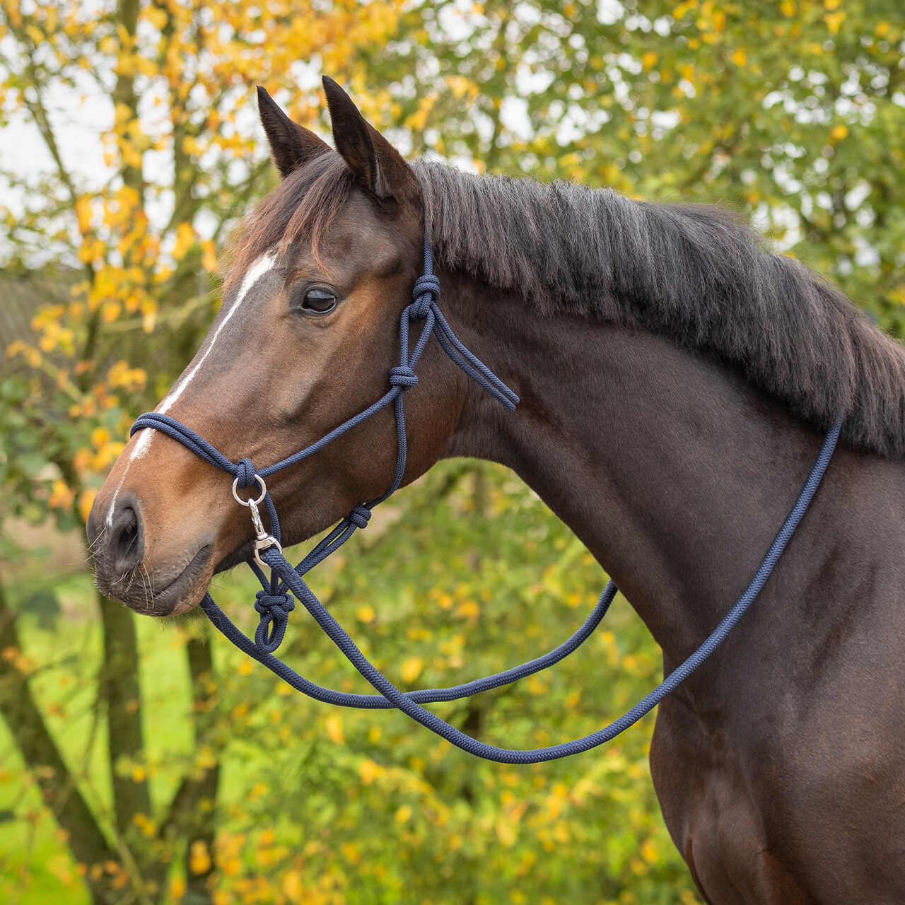 Knotted halter colour with reins