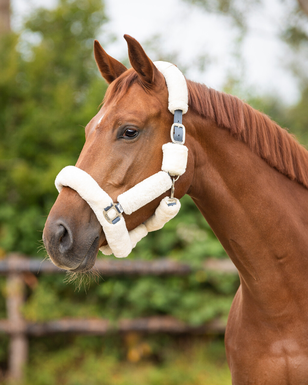 Halter Alaska