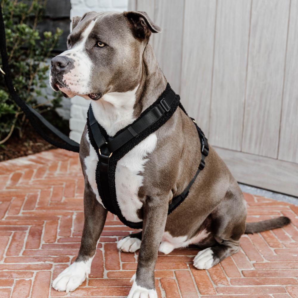 Hundegeschirr Aktiv Teddy Fleece | Kentucky Dogwear
