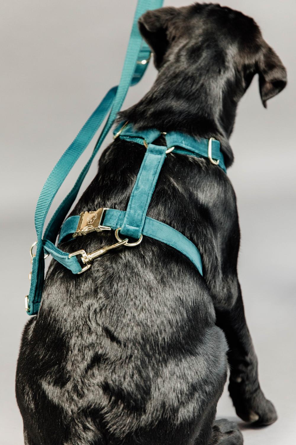 Hunde Leine Velvet 200 cm