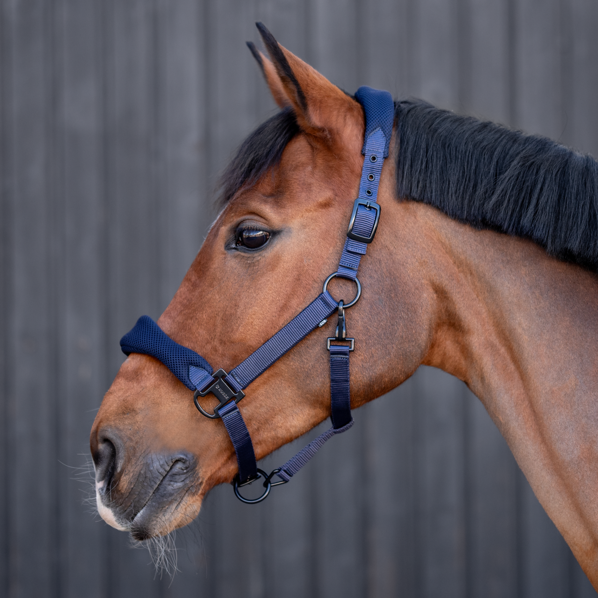 Headcollar AESTHETIC AR