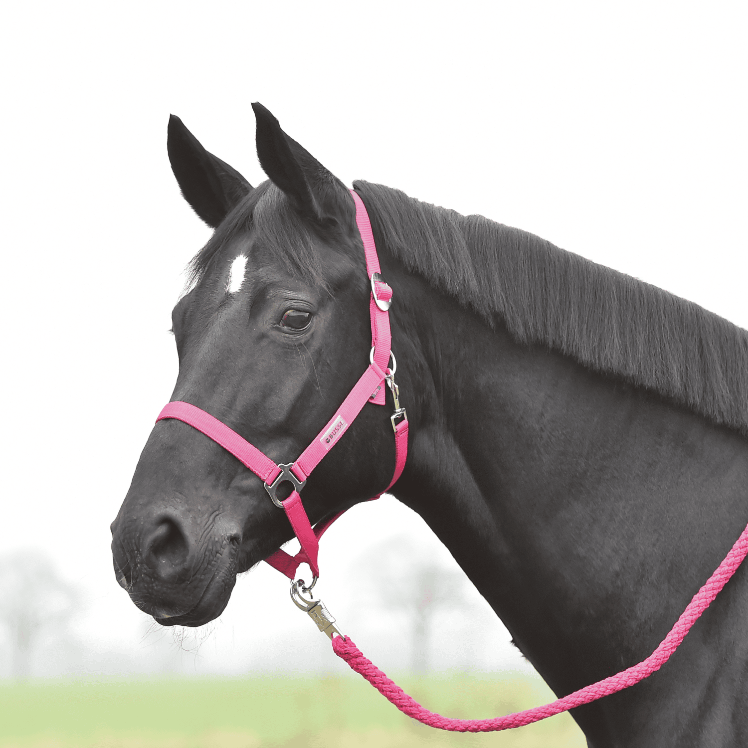 Halfter Hansa Halfter Hansa