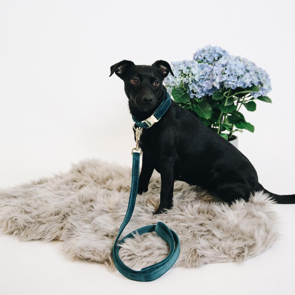 Laisse pour chien Velvet 120 cm