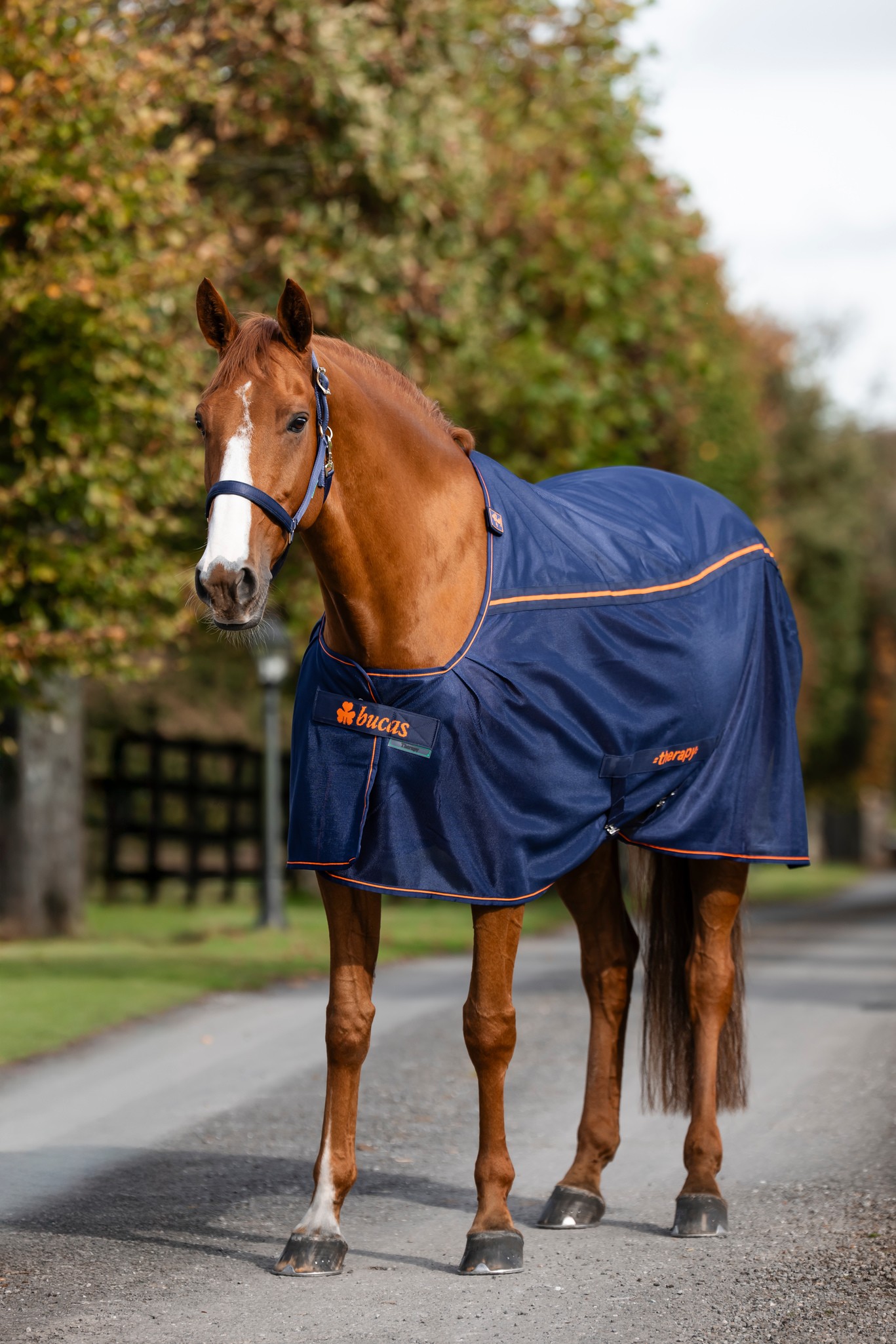 Abschwitzdecke Therapy Mesh Cooler in Navy/Orange