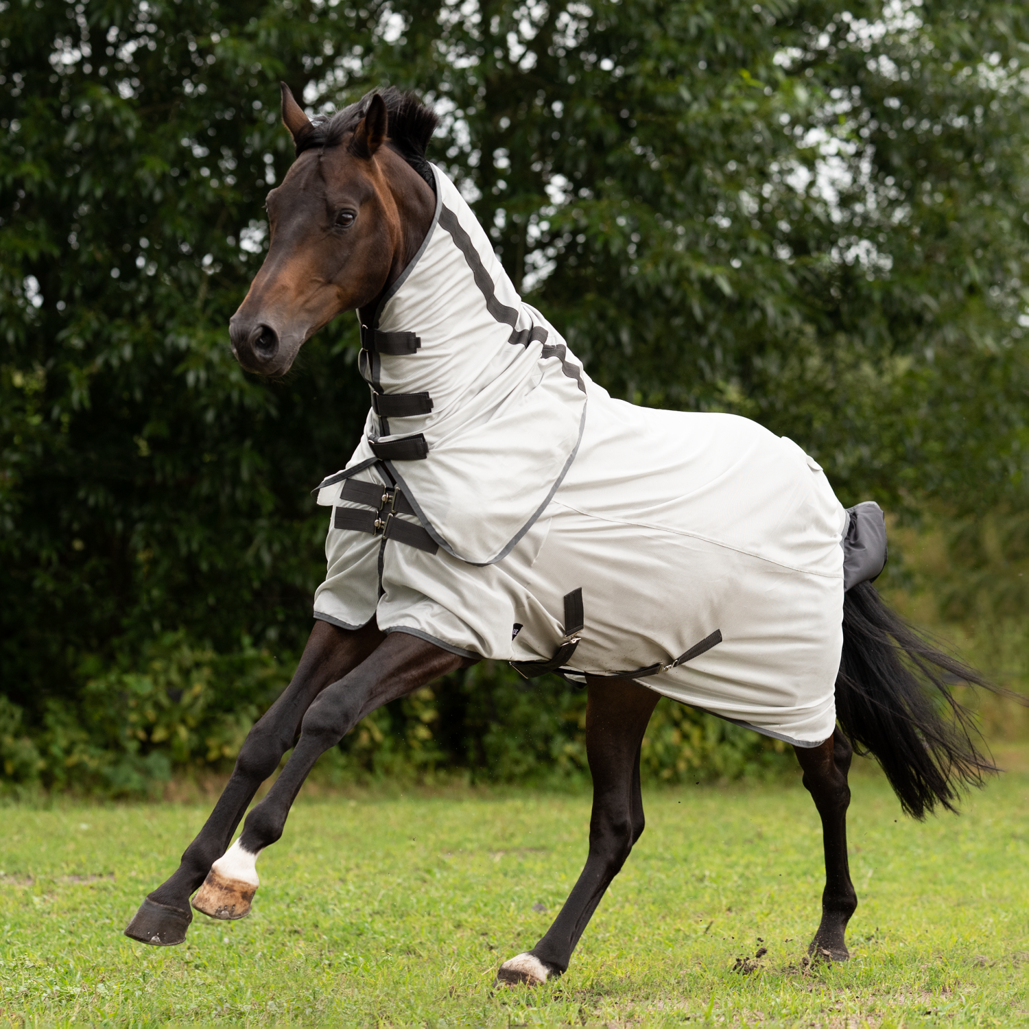 Sunshine II outdoor fly rug