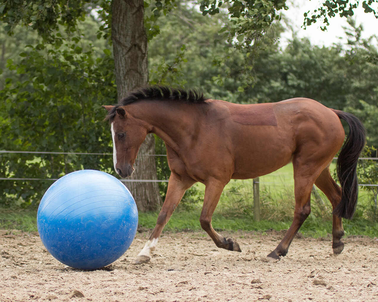 Horse football