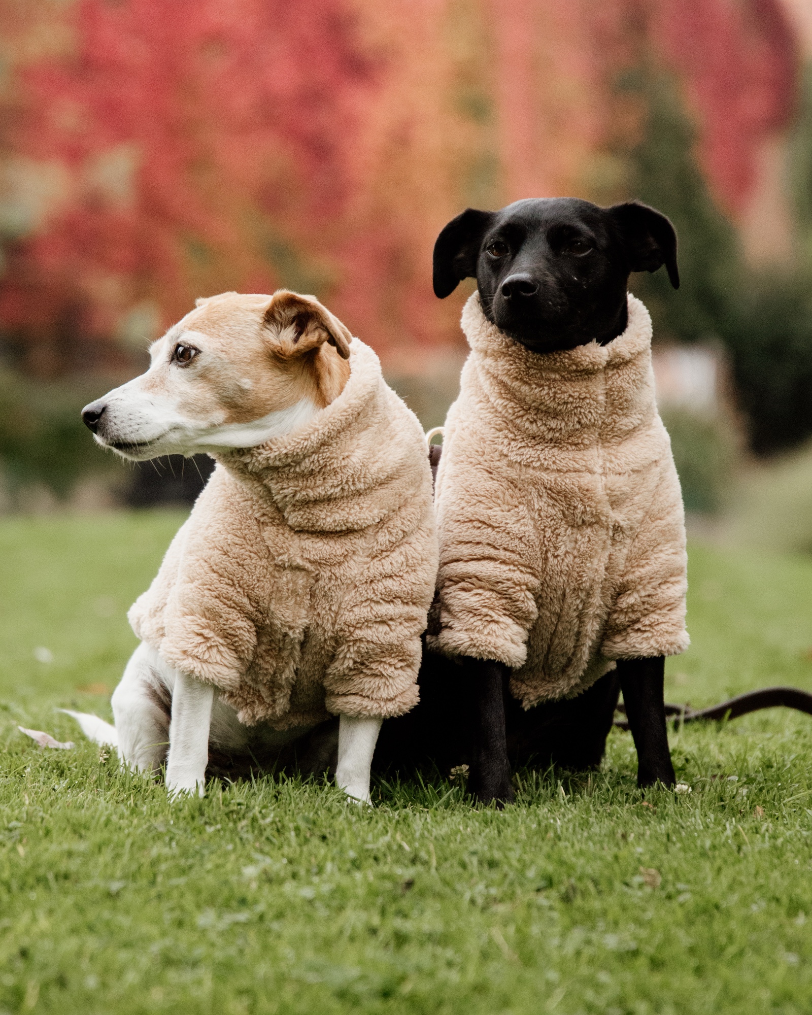 Teddy fleece dog jumper