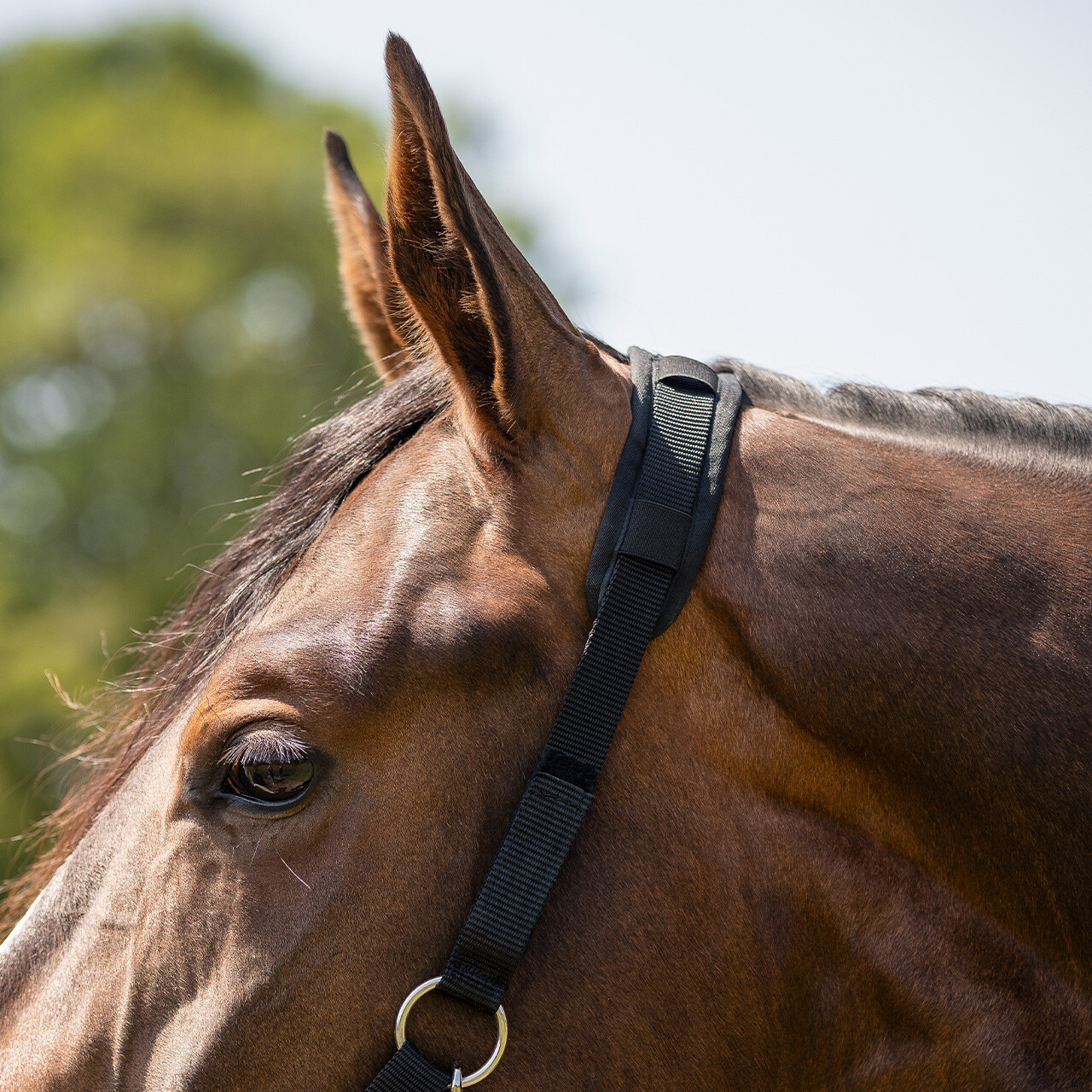 Beweidungsmaske Pelz und Nasenlöchern