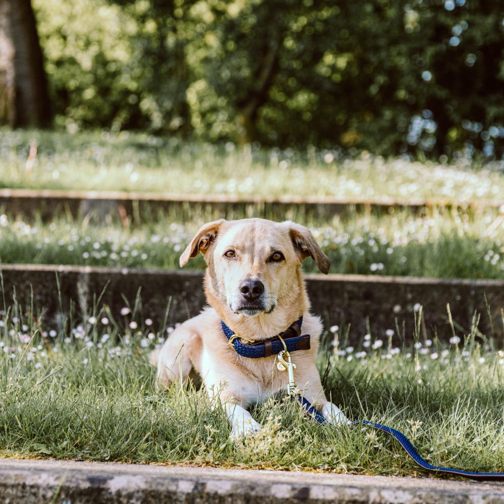 Collier de chien tressé en nylon