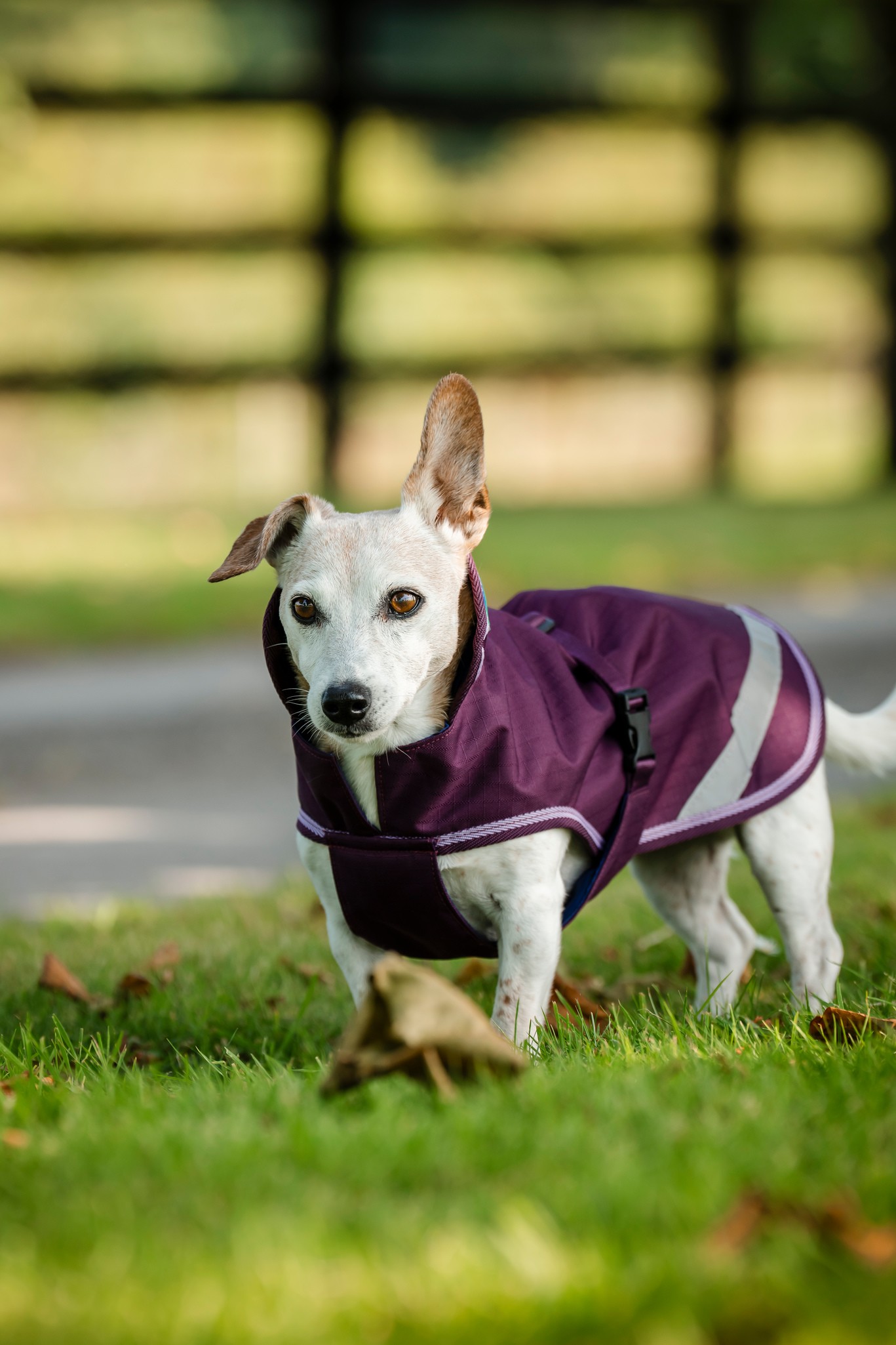 Hundedecke Freedom in Blackberry