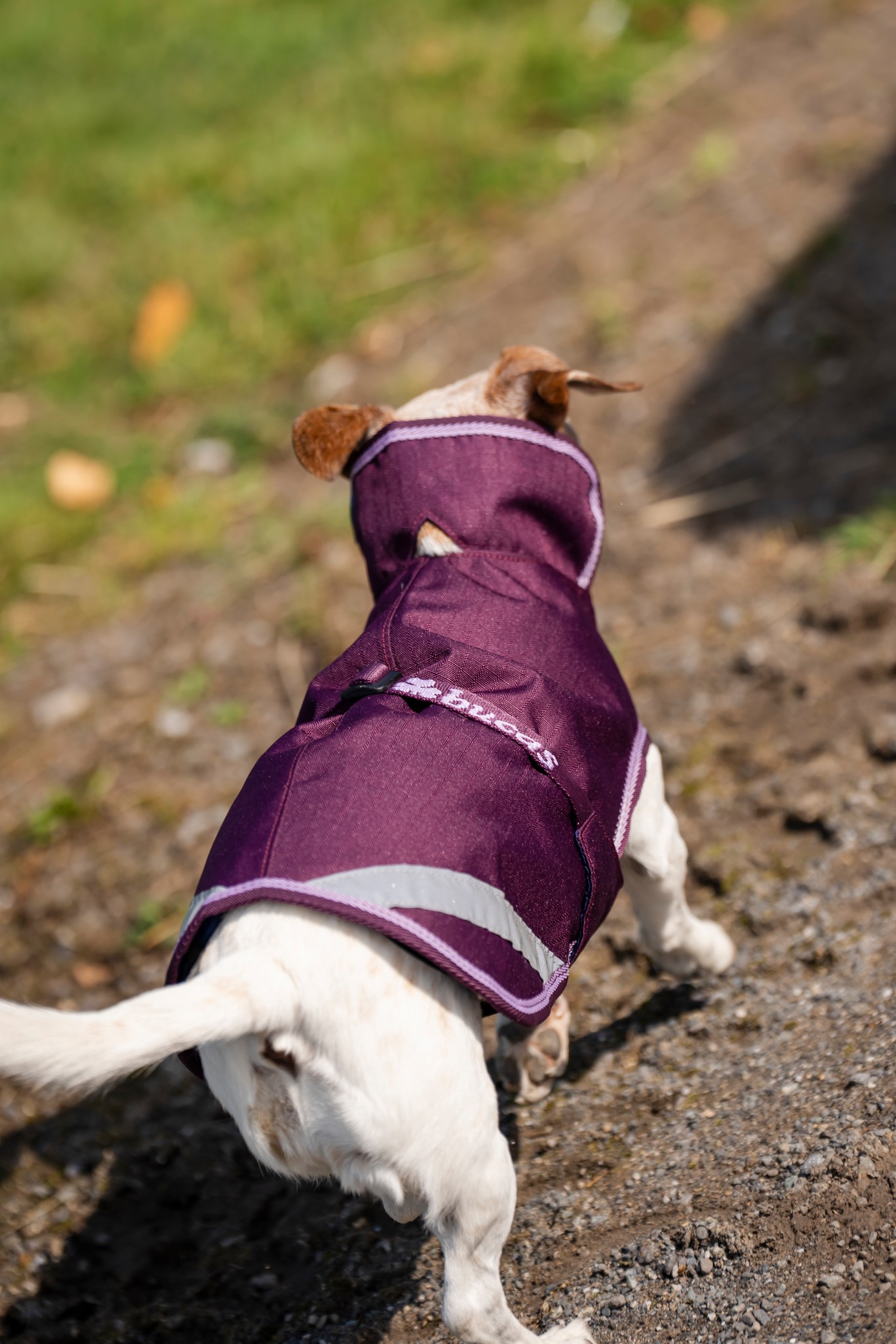 Hundedecke Freedom in Blueberry