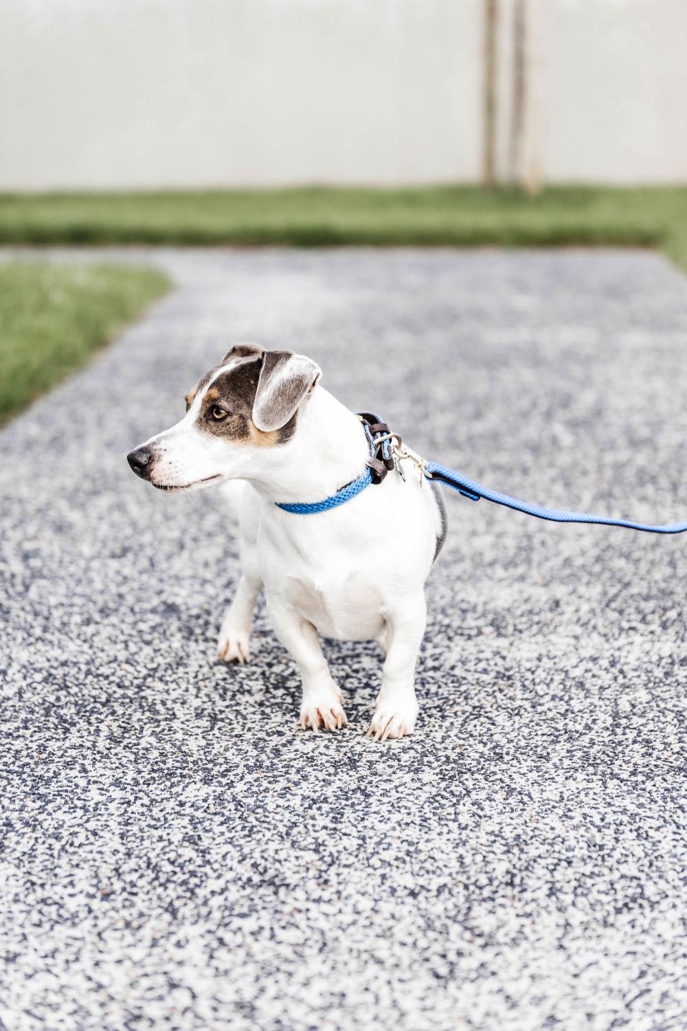 Dog lead Plaited Nylon 200 cm