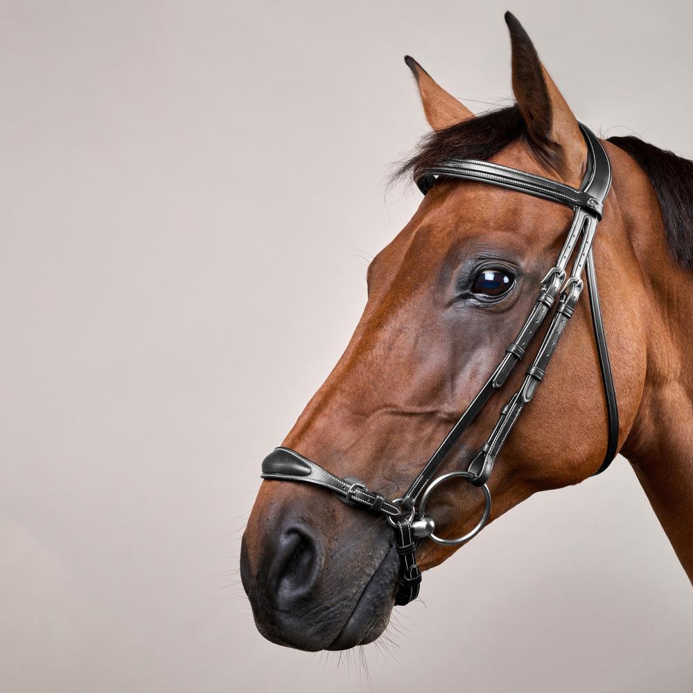 Trense mit verstellbarem hannoverschem Reithalfter DY | Dy'on