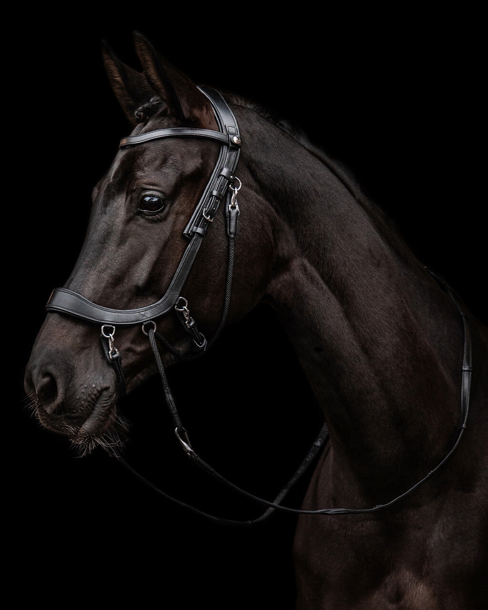 Snaffle FaySport bitless