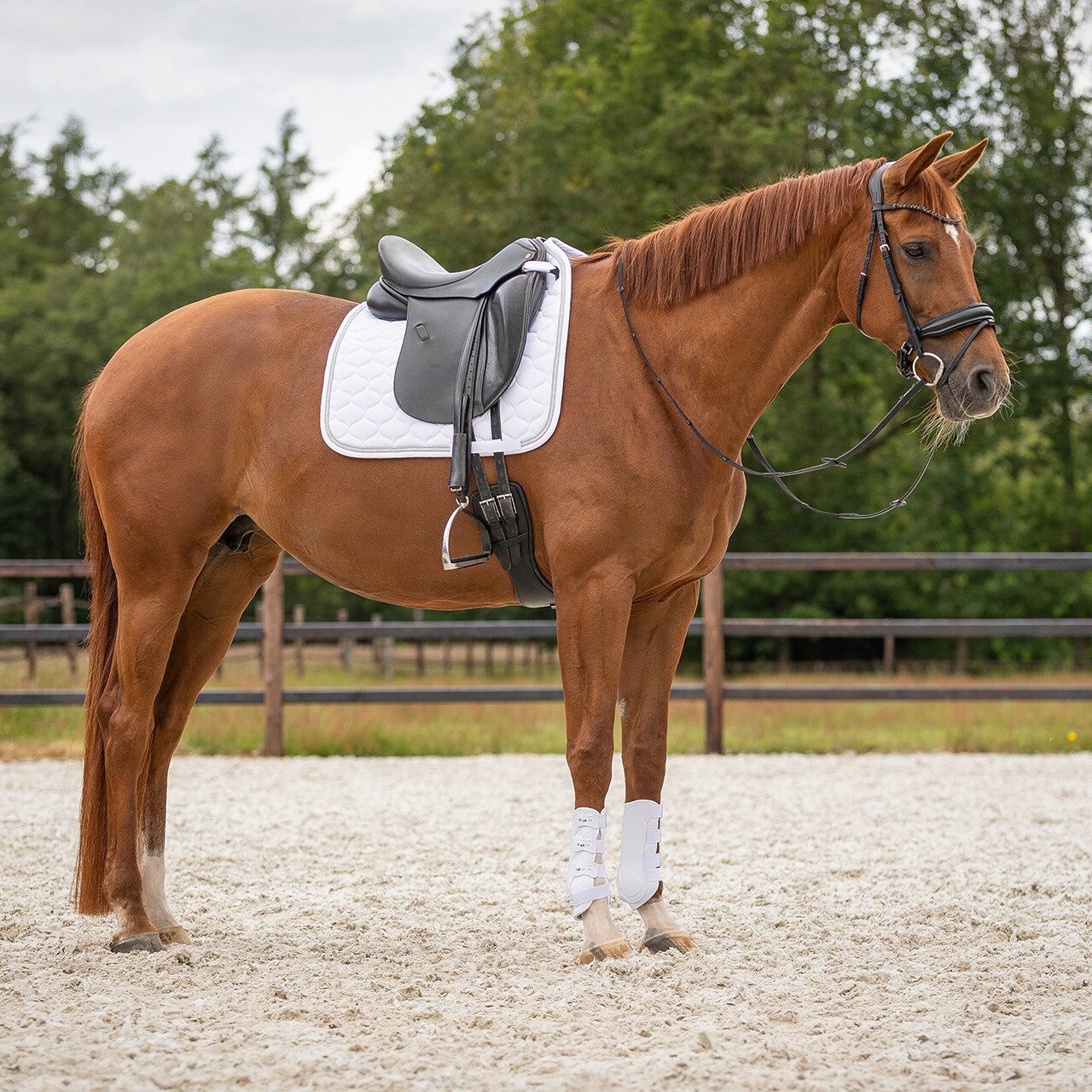 Vorderbein-Gamaschen Champion