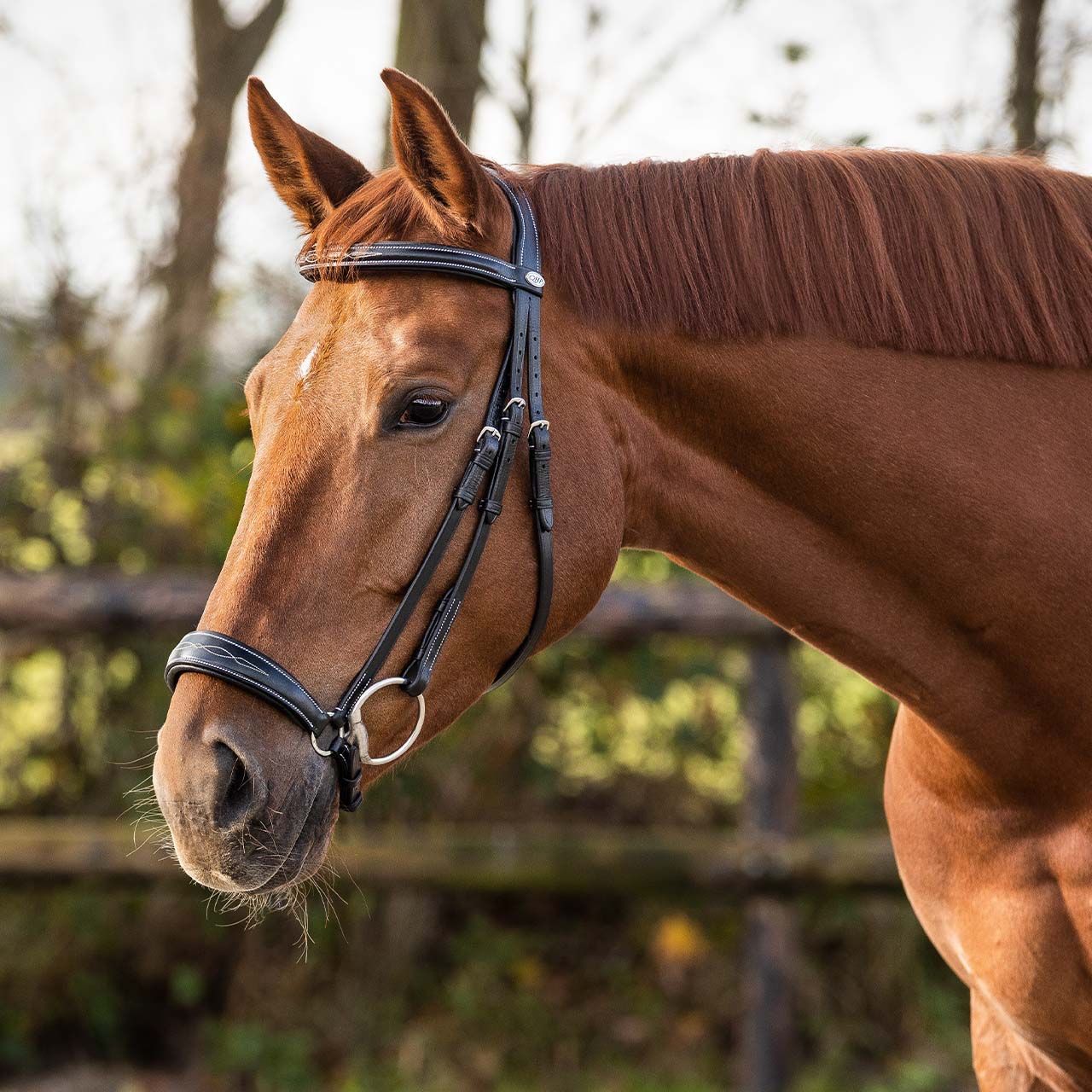 Bridle luxury