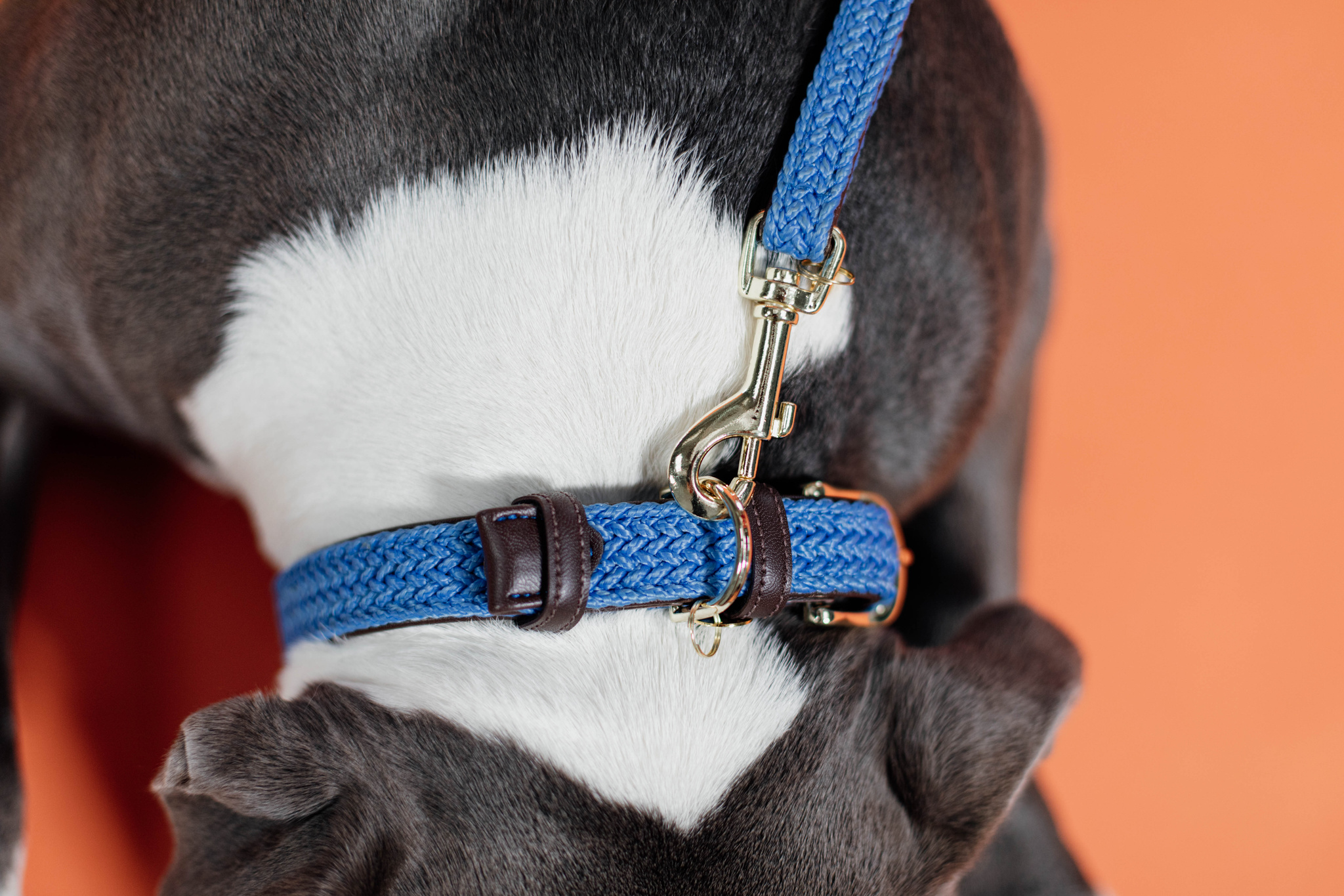 Braided nylon dog collar