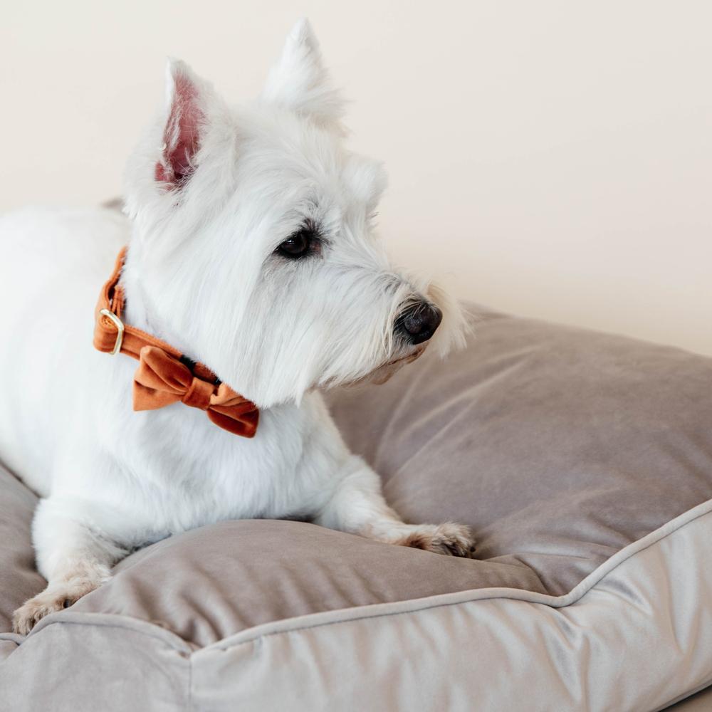 Hundekissen Velvet | Kentucky Dogwear