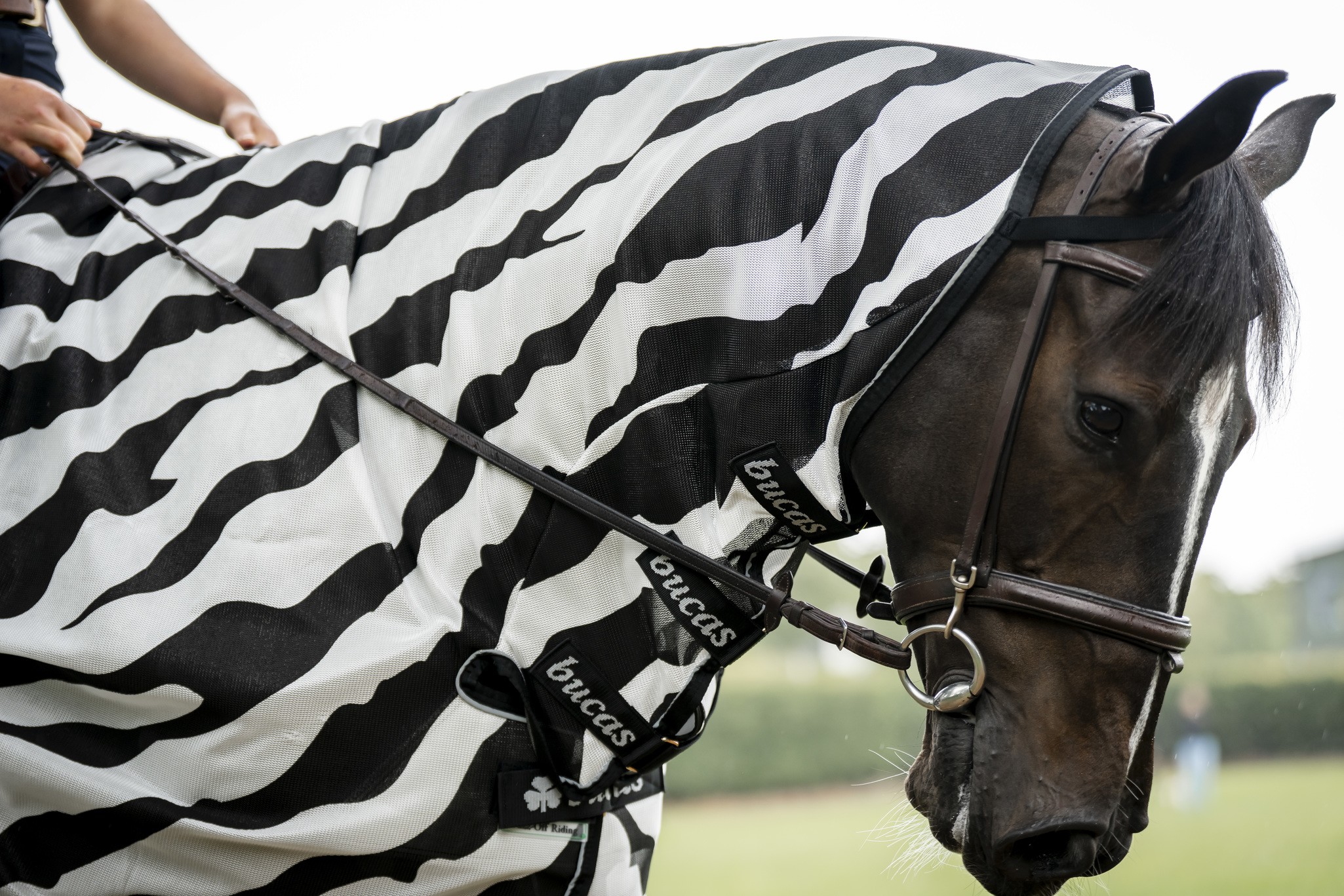 Fliegendecke Buzz-Off Riding in Zebra/Black