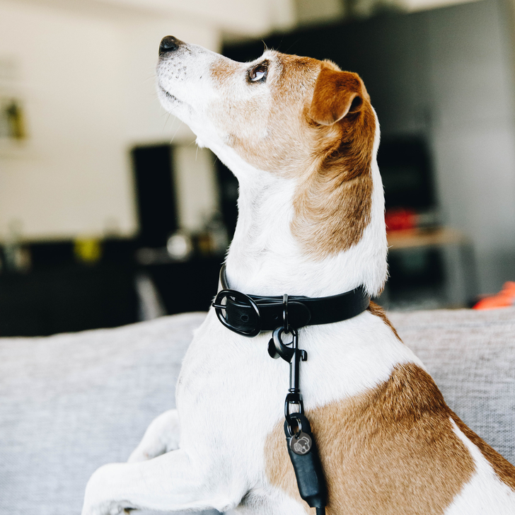Hundehalsband Soft Rubber