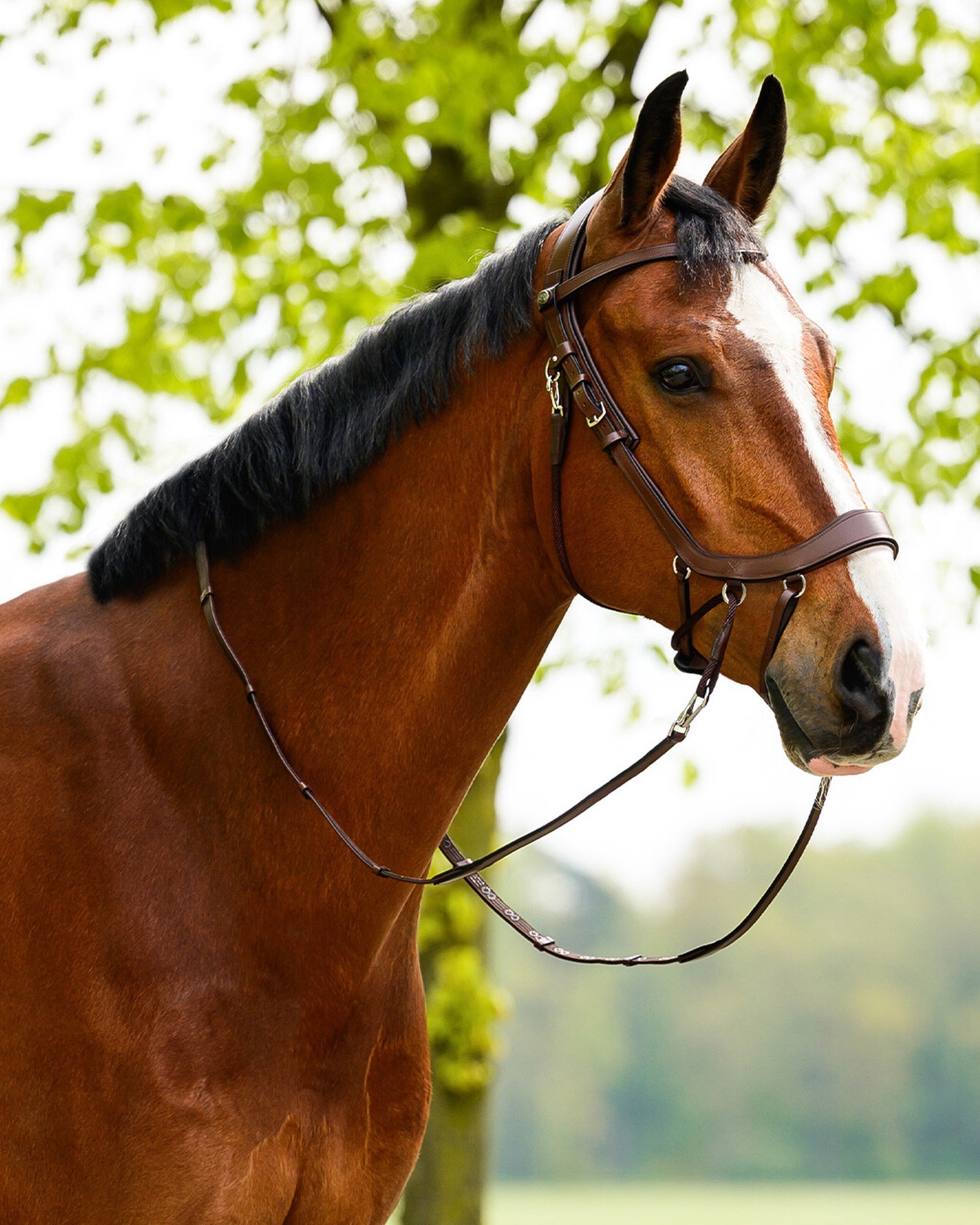 Reins FayRein bitless