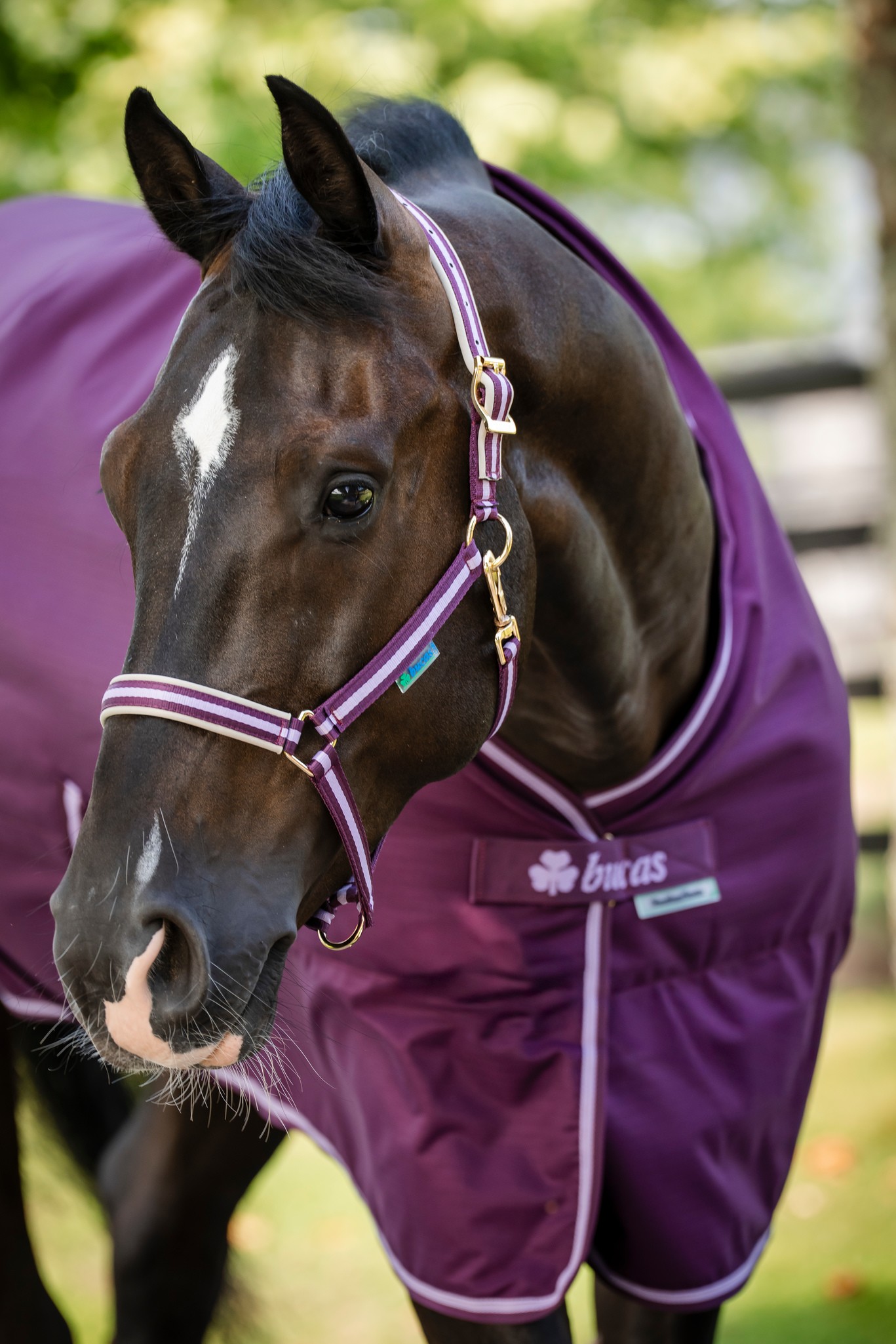 Stalldecke Freedom Stable 150 g in Blueberry