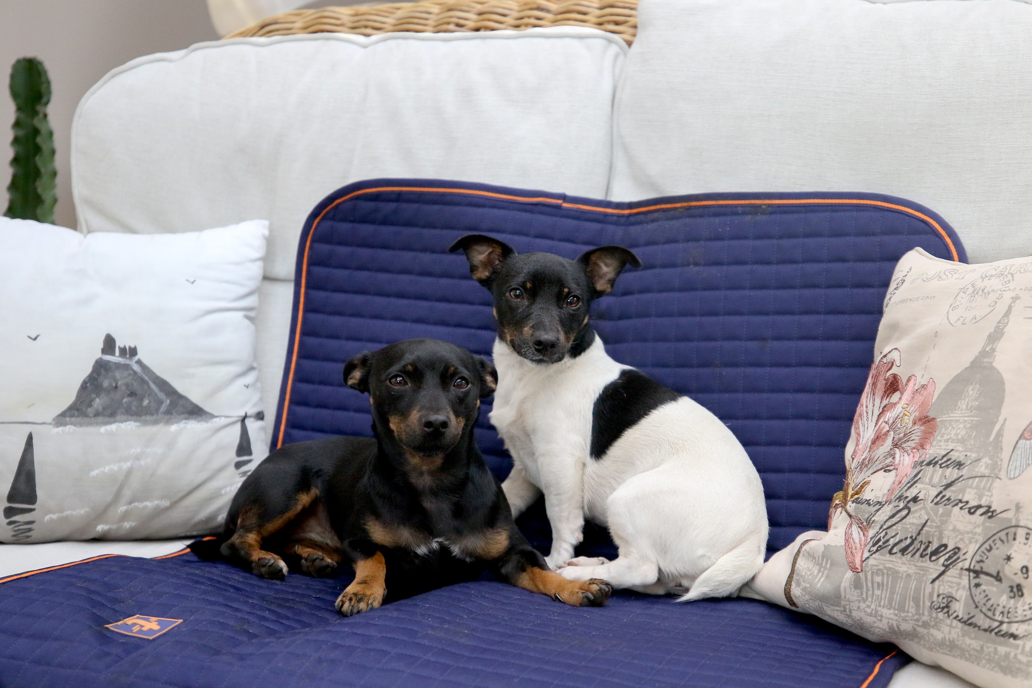Hundedecke Therapy in Navy/Orange