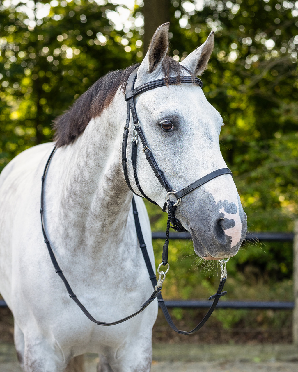 Snaffle bitless Ceto