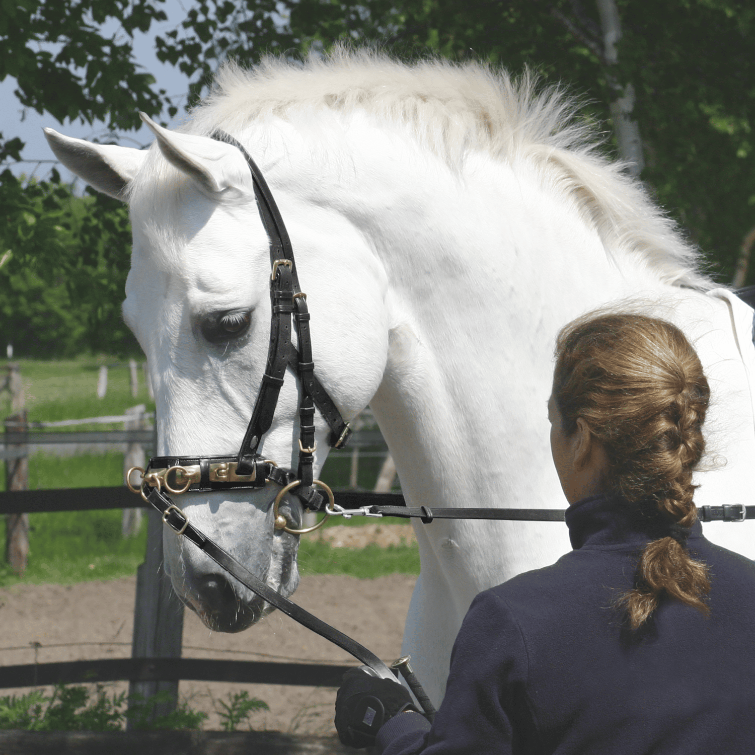 Cavesson Professional