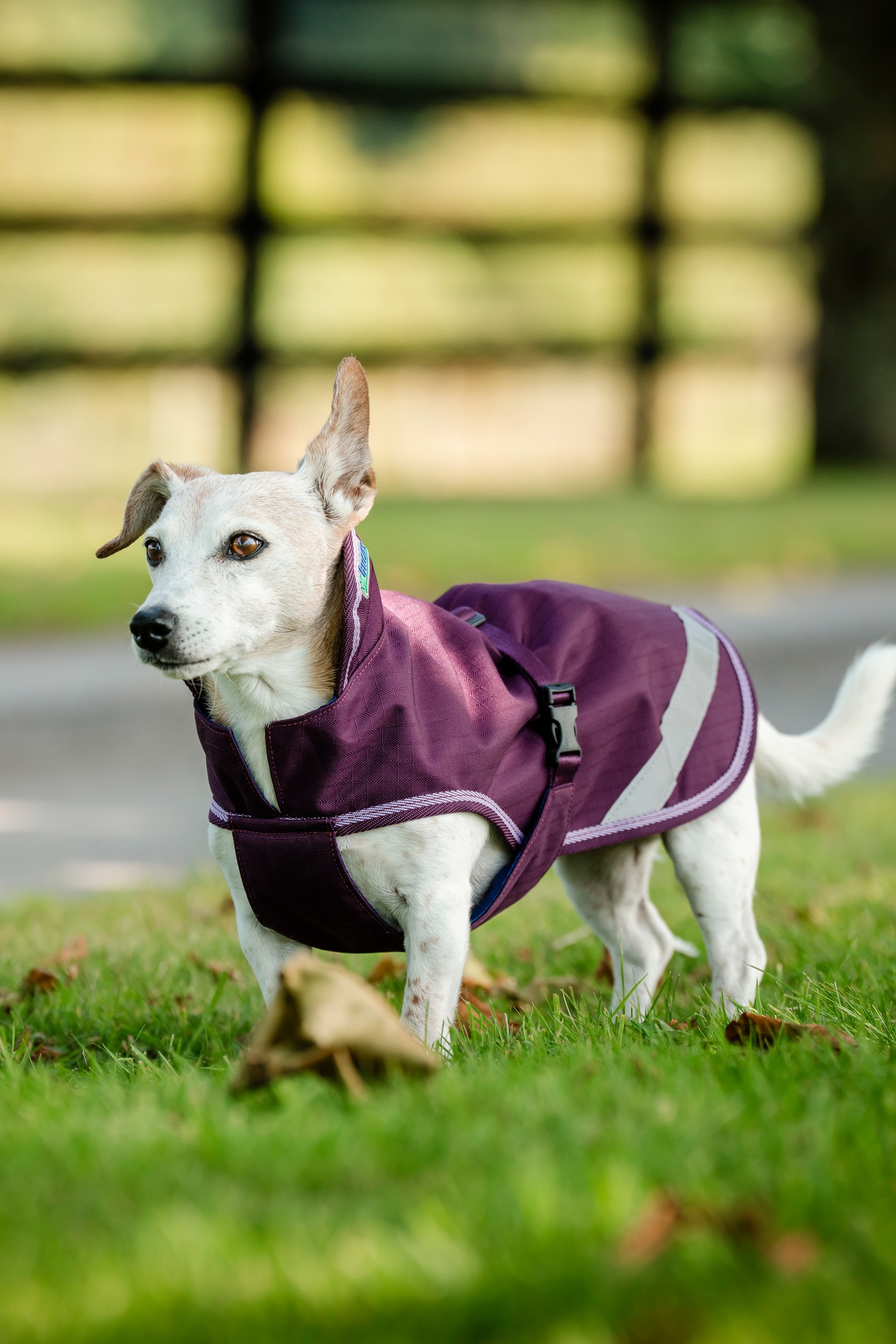 Hundedecke Freedom in Blackberry